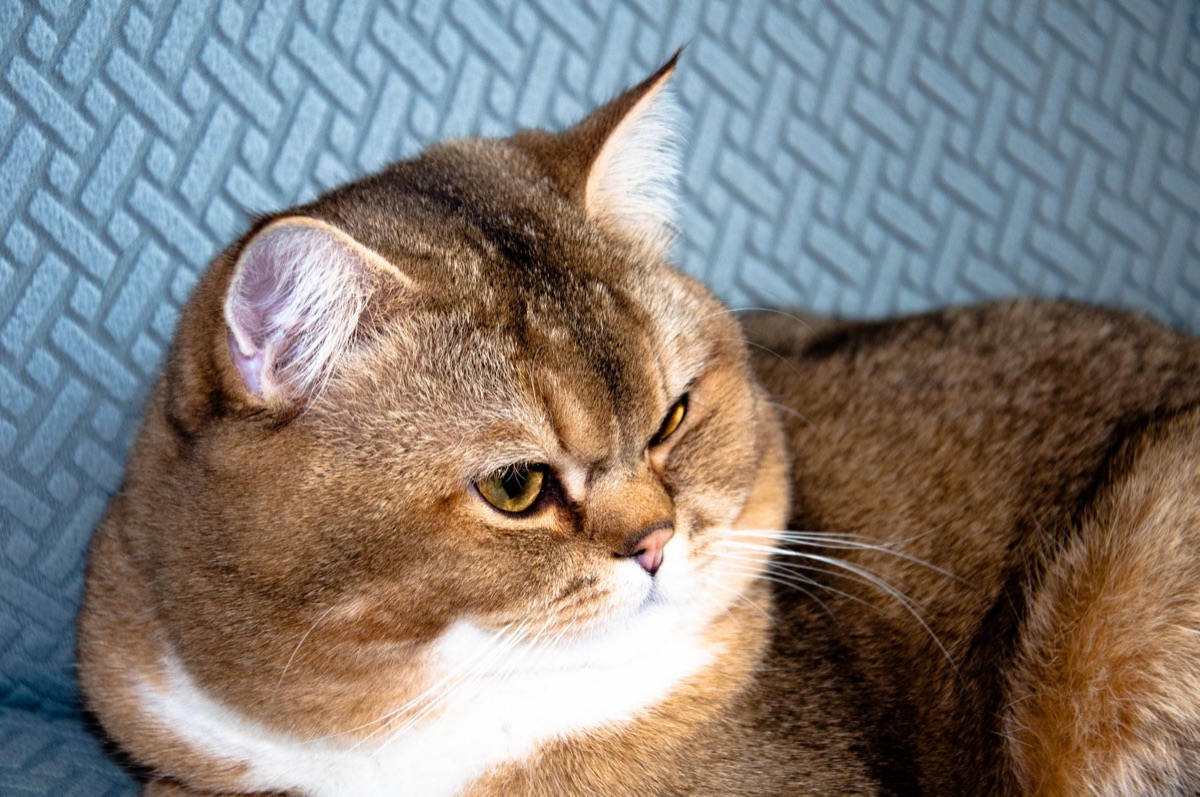 Katze mit Toaster