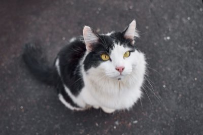 Nutrición felina: 10% de extras, no sustituir la dieta base