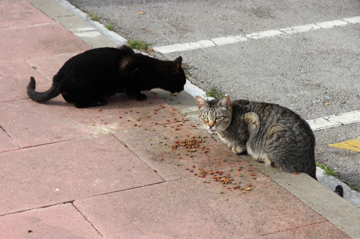 gato comiendo pan
