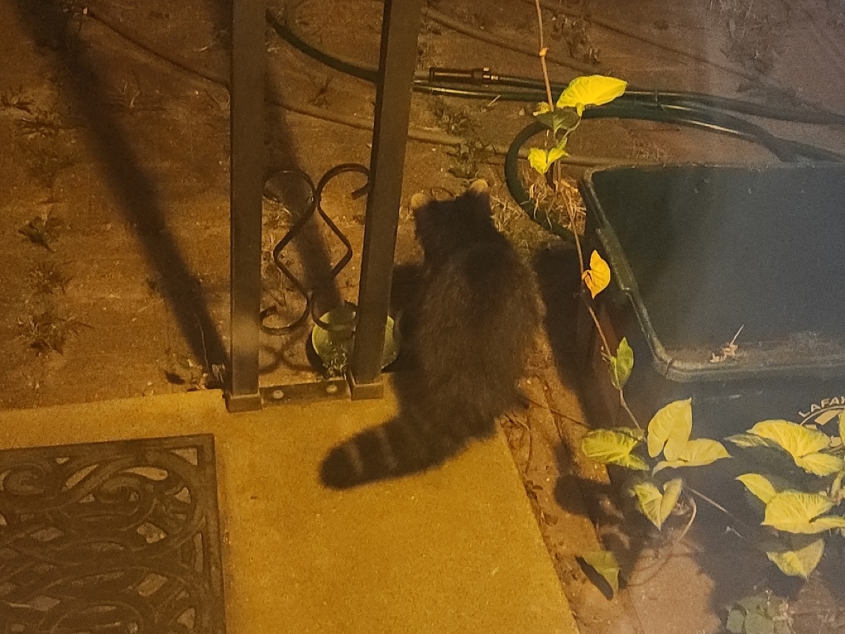Chat mangeant des aliments