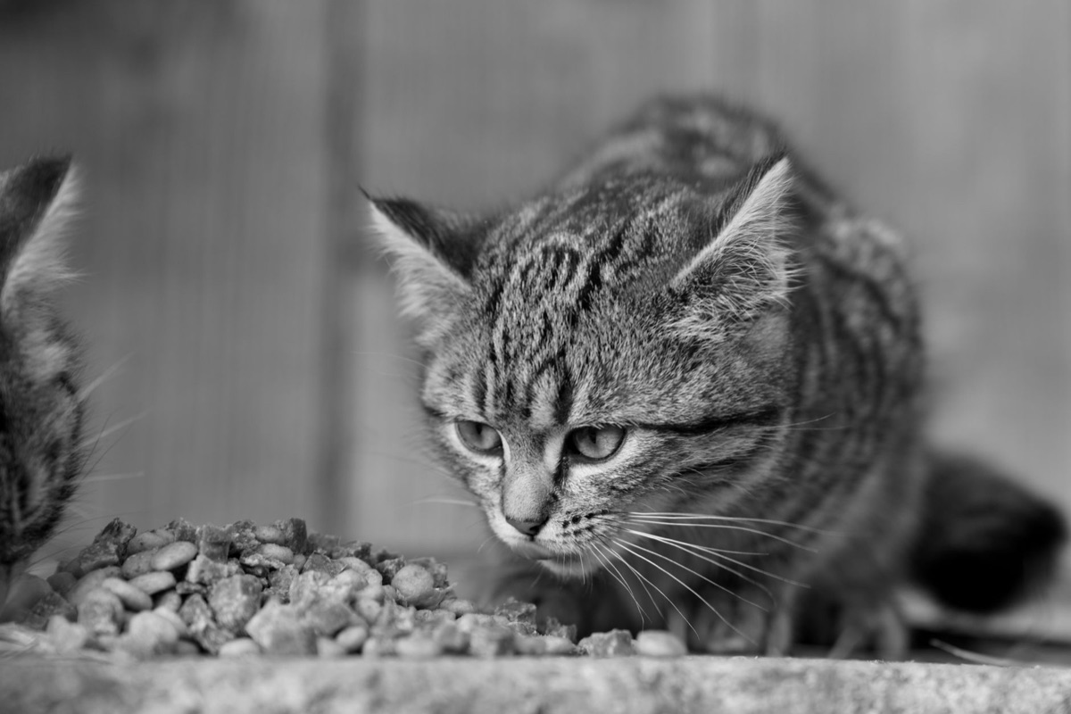 gatto bianco mangia cibo secco