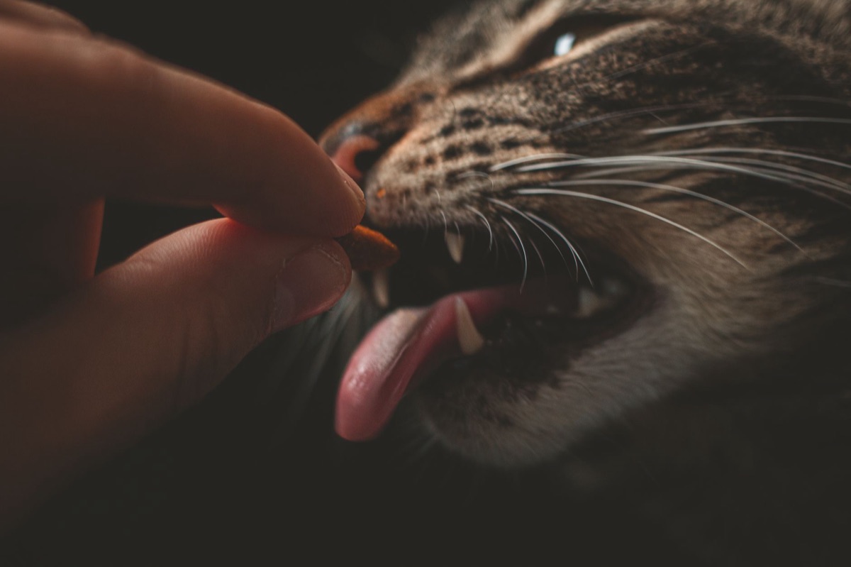 pupetto con cibo gatti biologico