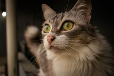 トーストの隠れた危険物質！猫が摂取してはいけない成分とは