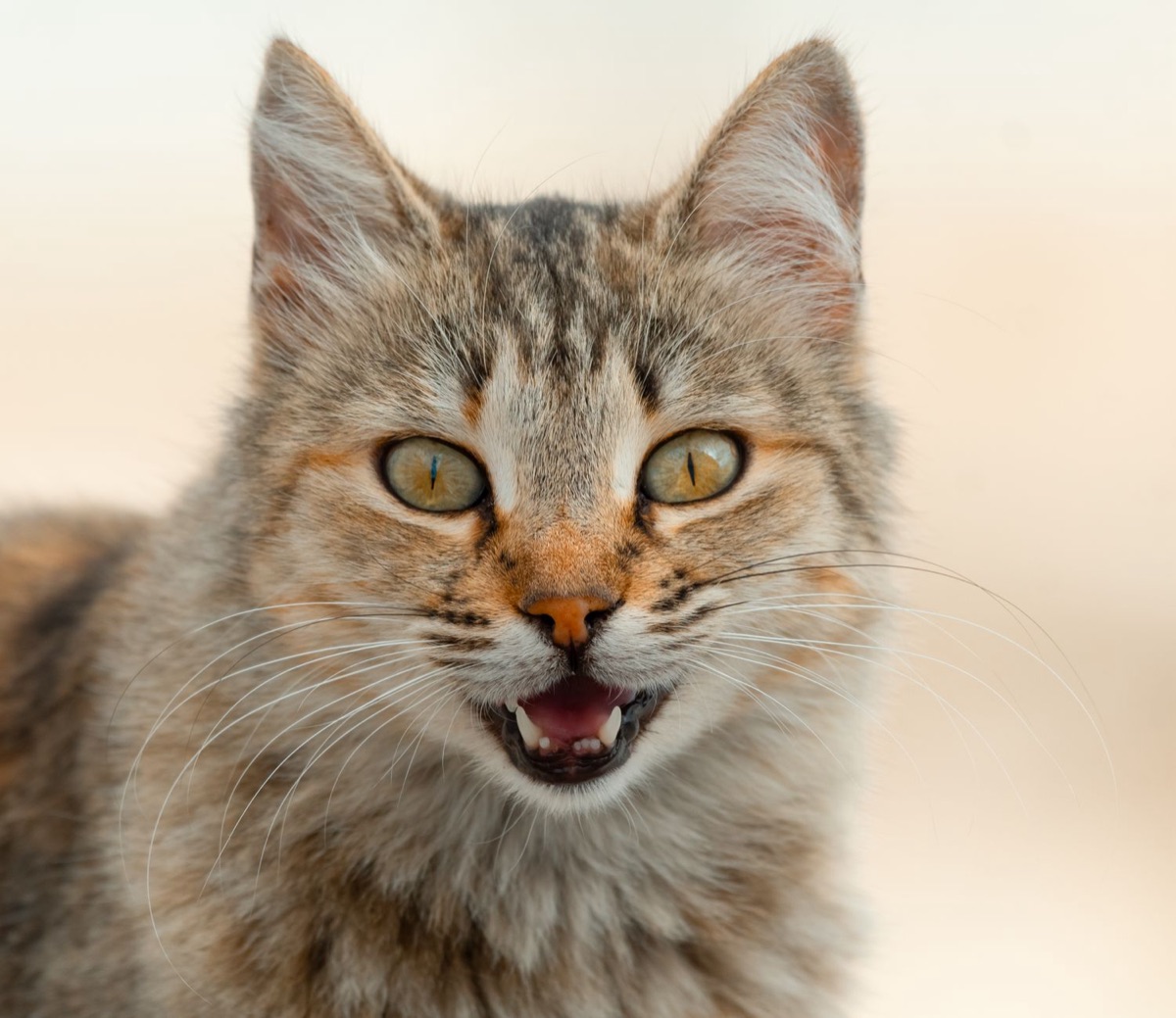 猫がトーストを噛んでいる