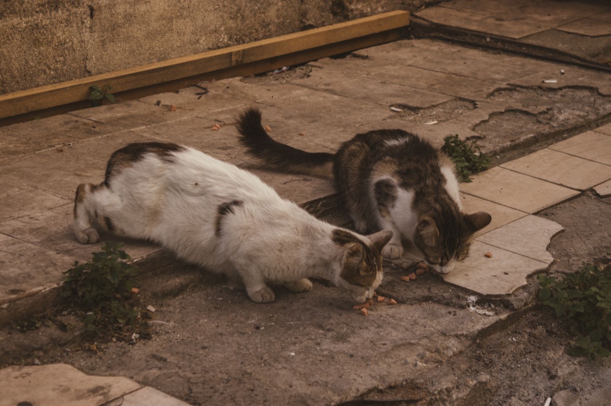 Katze mit zutaten für hausgemachte katzenfutter