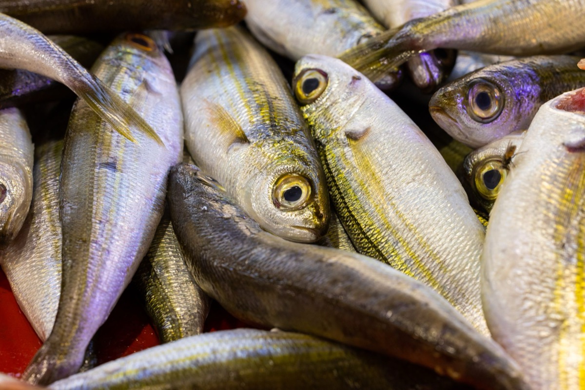 Fisch für katzenfutter