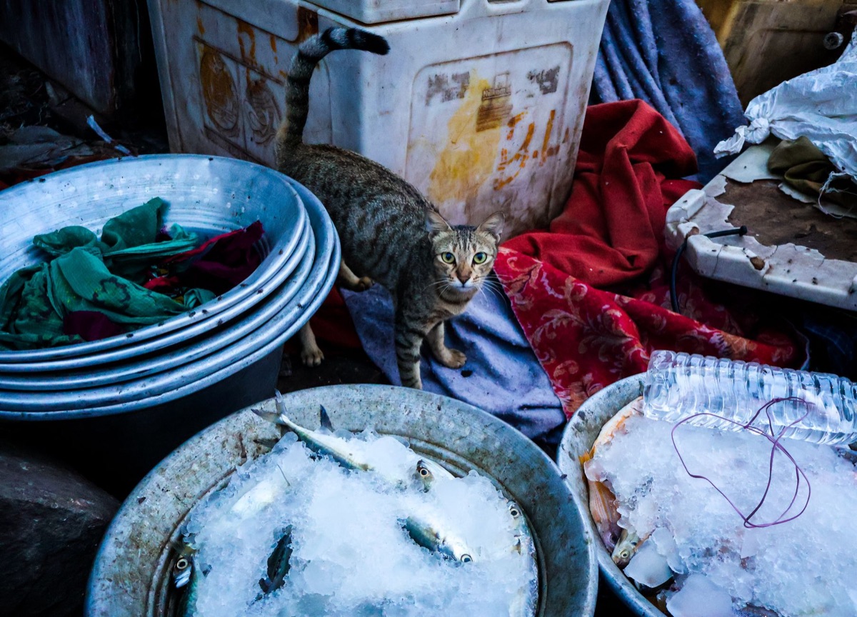 cat with fresh fish in a natural setting