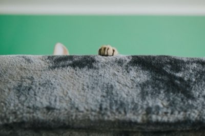 De Croqueta a Cocina: 5 Errores al Cambiar la Dieta de su Gato