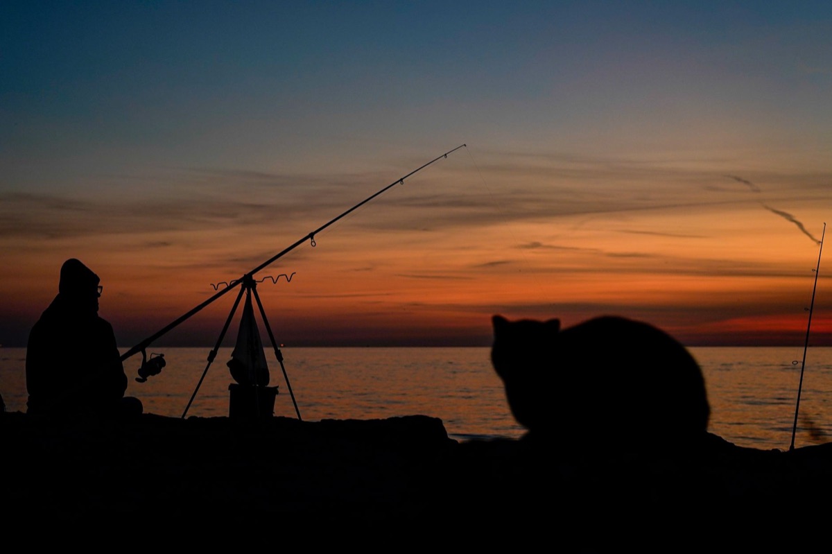 pescado para gato