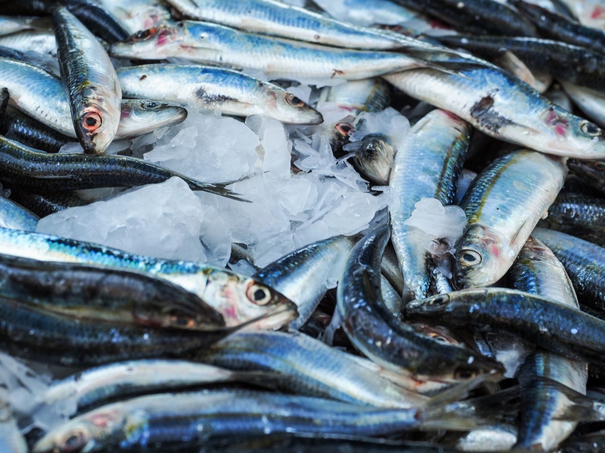 sardine in olio: ingrediente per alimenti artigianali per gatti