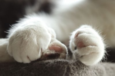 Dieta Caseira Felina: Guia Nutricional para Gatos Saudáveis