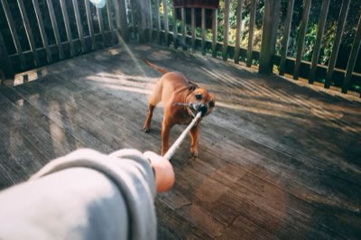 Hundesnack-Guide: 5 Sicherheitspunkte für Gemüseabenteuer