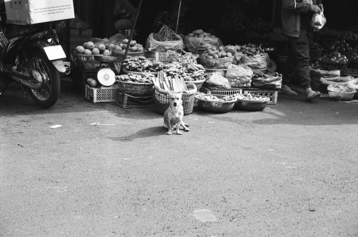 dog with fresh vegetables in bowl