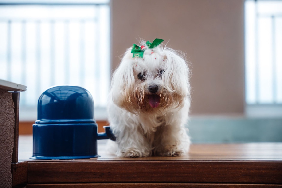 cucchiere con scarti vegetali per cani