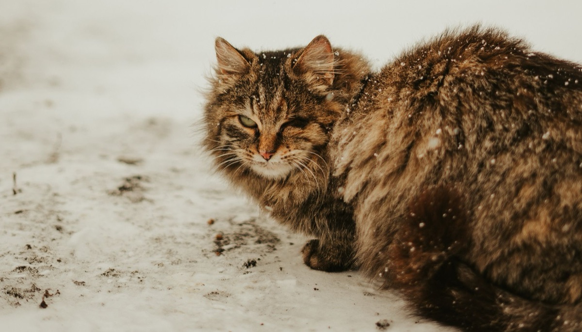 Katze mit nassem Fell in kaltem Zimmer