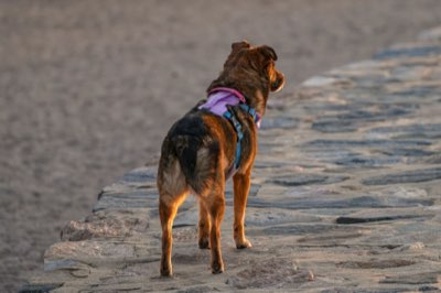 5 Key Changes: Keeping Pets Thriving Through Winter Months