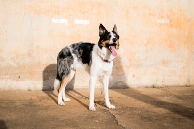 9 de meses: Nutrición invernal para perros y gatos sanos