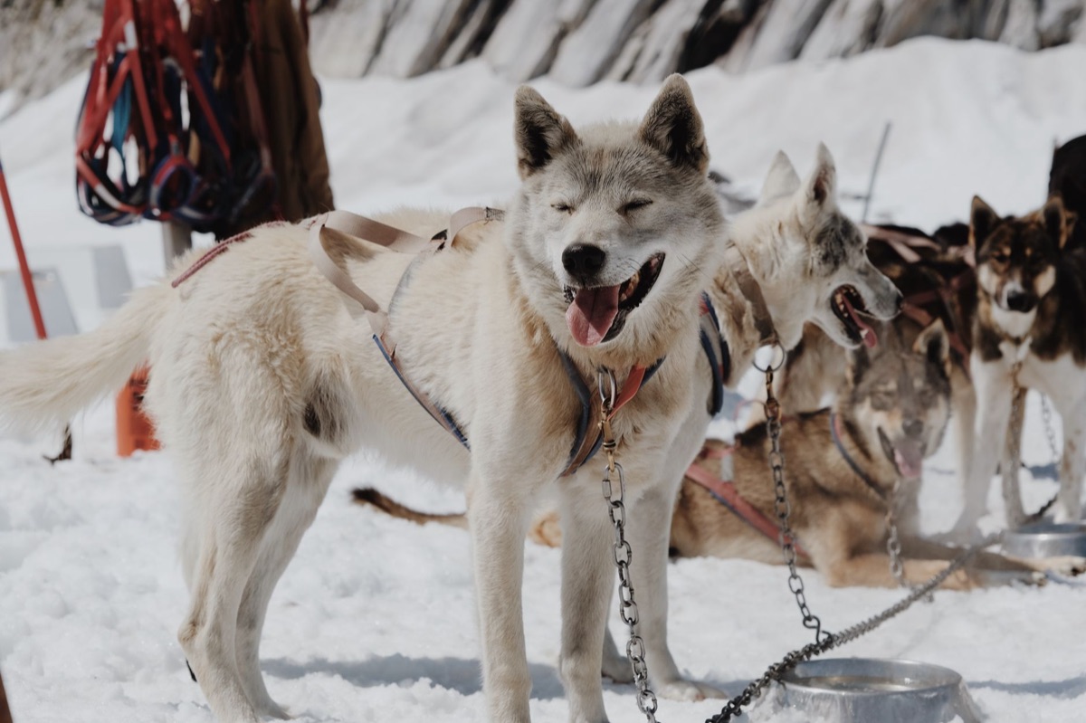 perro con recipiente de comida en nieve