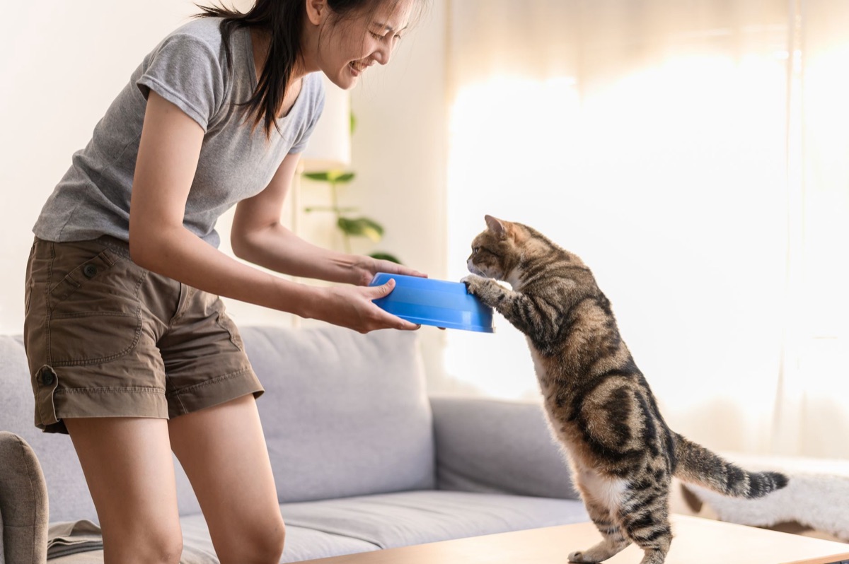 gato con recipiente de comida en habitación fría