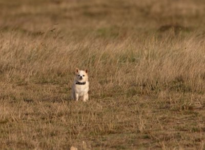 Hiver : 5 conseils pour l'alimentation canine et féline au froid