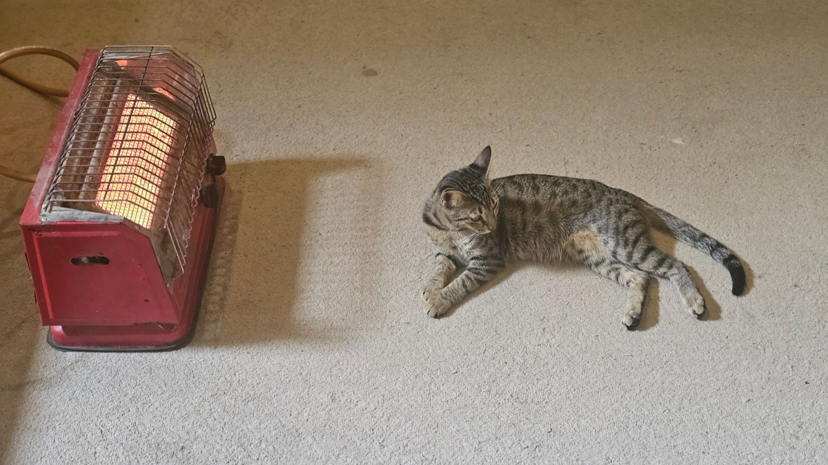 chat avec assiette de nourriture et couverture chauffante