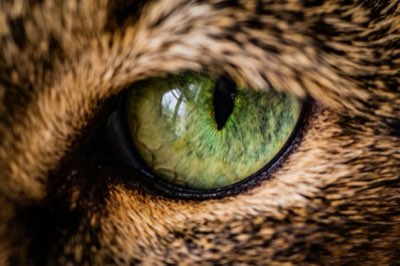 冬の健康維持は質から：愛犬・愛猫の食事管理の極意完全ガイド