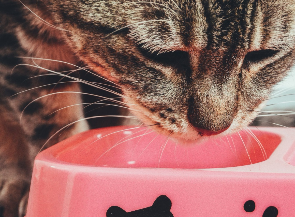 寒い季節に必要な猫の食事容器