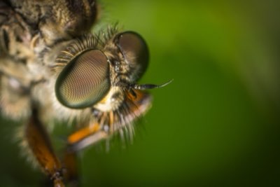 Wintervoeding huisdieren: 3 aanpassingen voor sterke