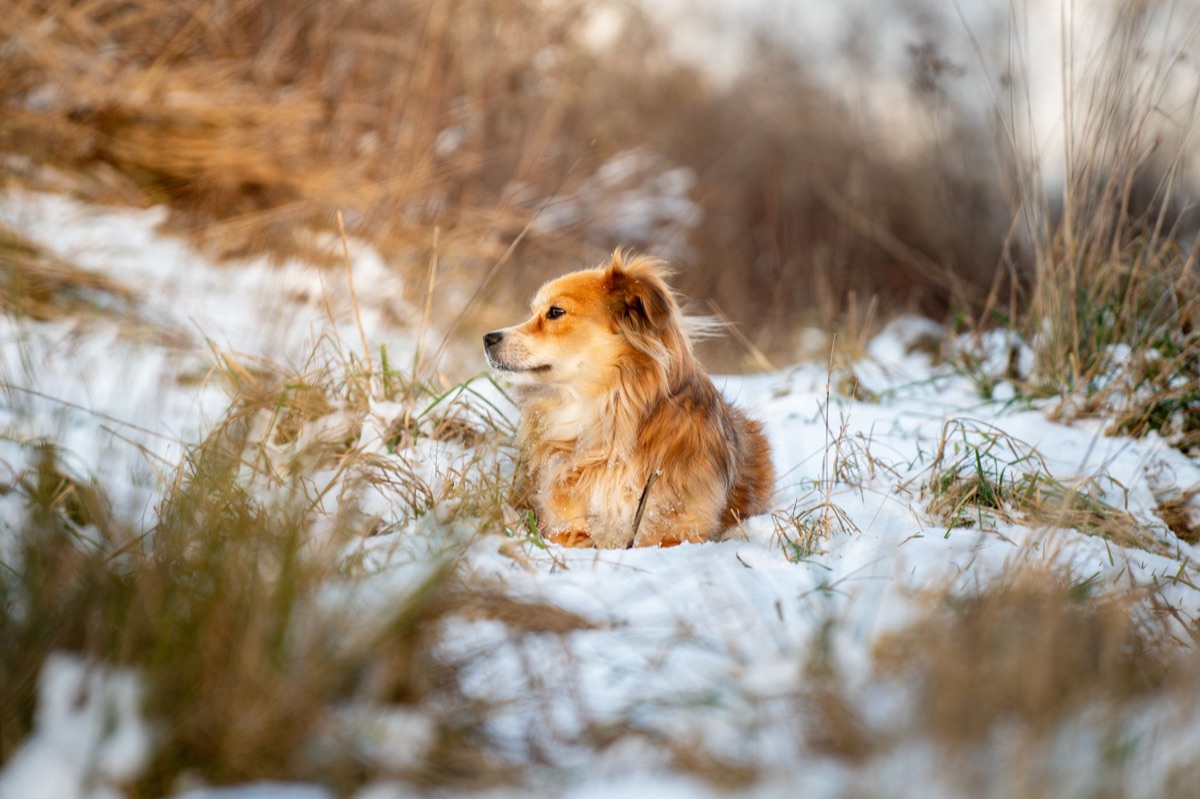 Winterdier voeding omgeving