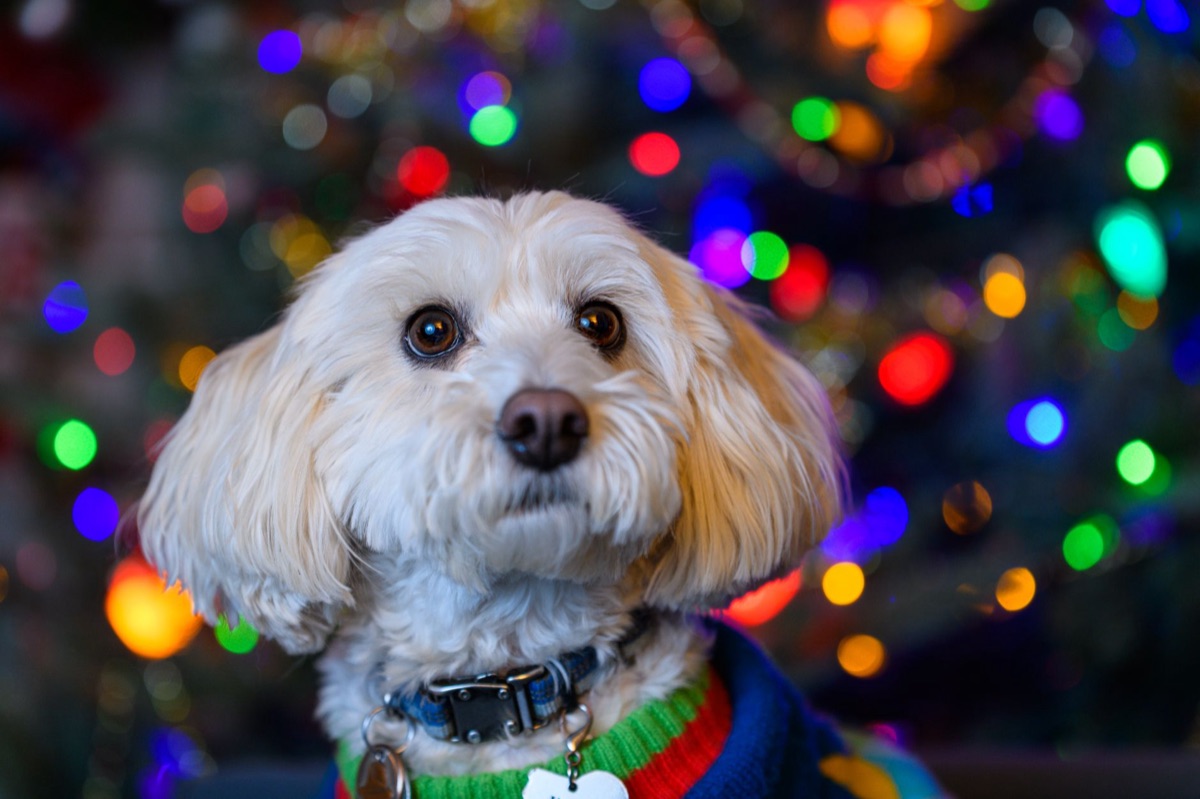 cachorro com blusa no inverno