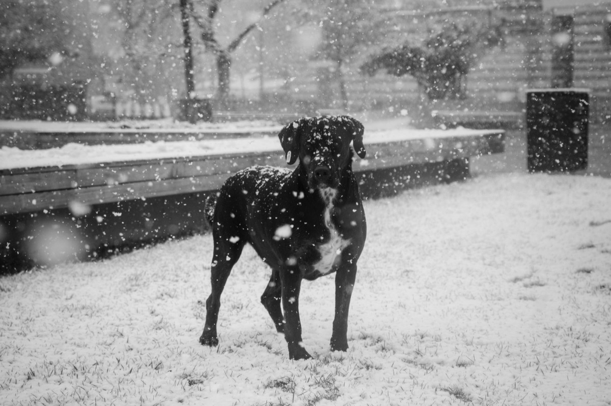 狗糧碗上沾有雪粒