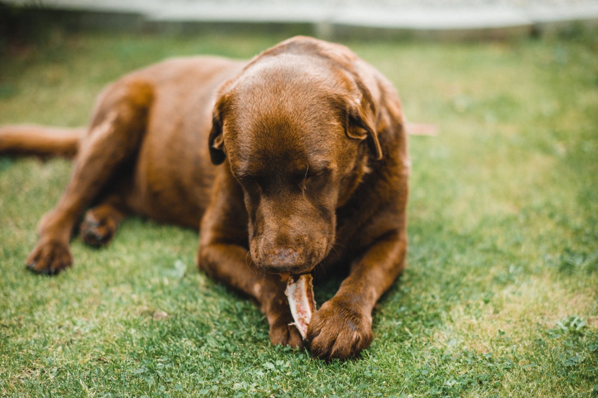 Hund esse Käse