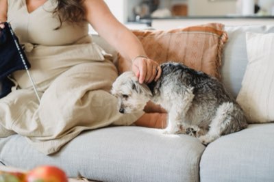 Cheese for Pets: Fat Content & Safe Feeding Guide for Dogs