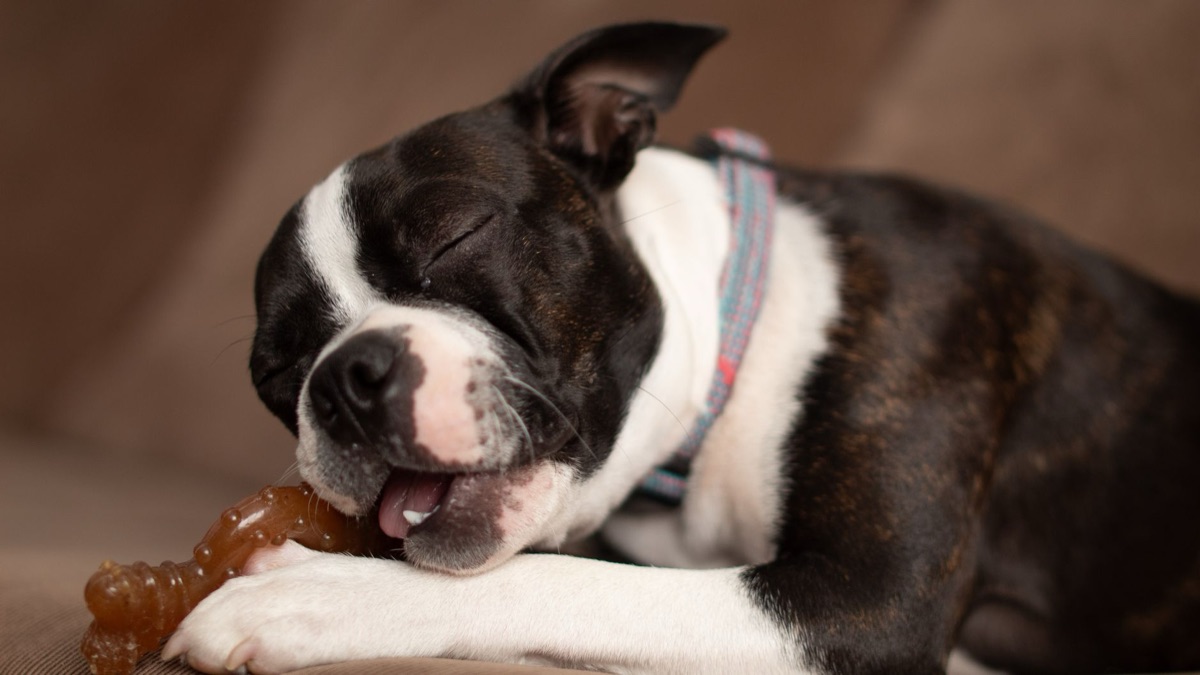 dog chewing on cheese