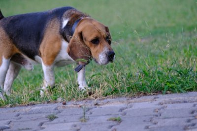 Formaggio per animali: 5 regole chiave per una digestione sicura