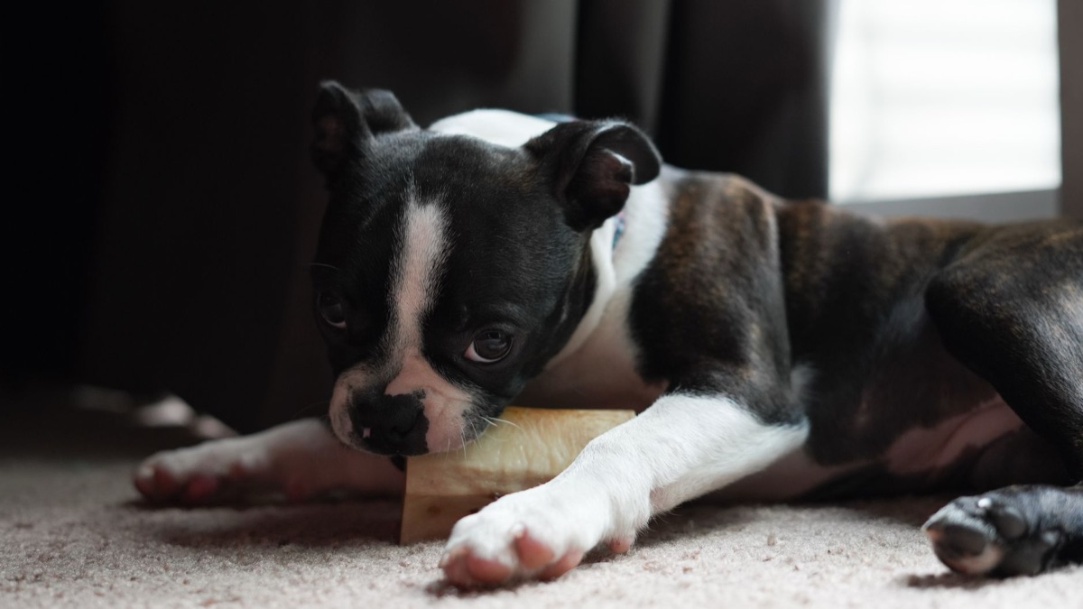 cane masticazione formaggio