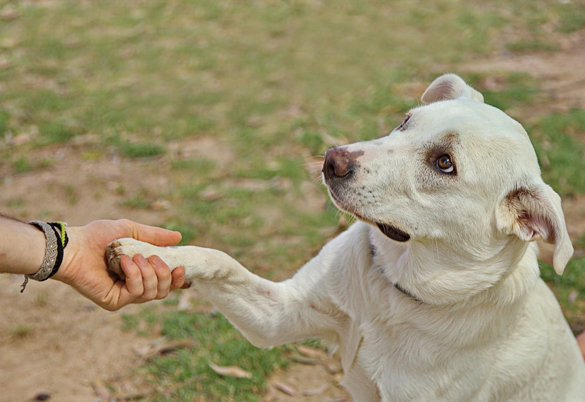 Gelenksgesundheit für Seniorhunde