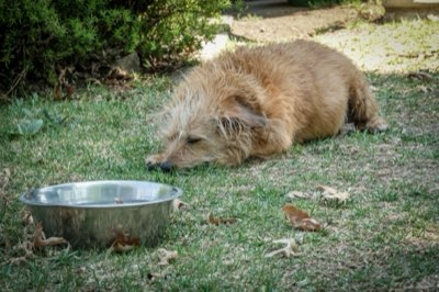 Optimize Senior Pet Feeding: Diet Shifts After Age 7 Years
