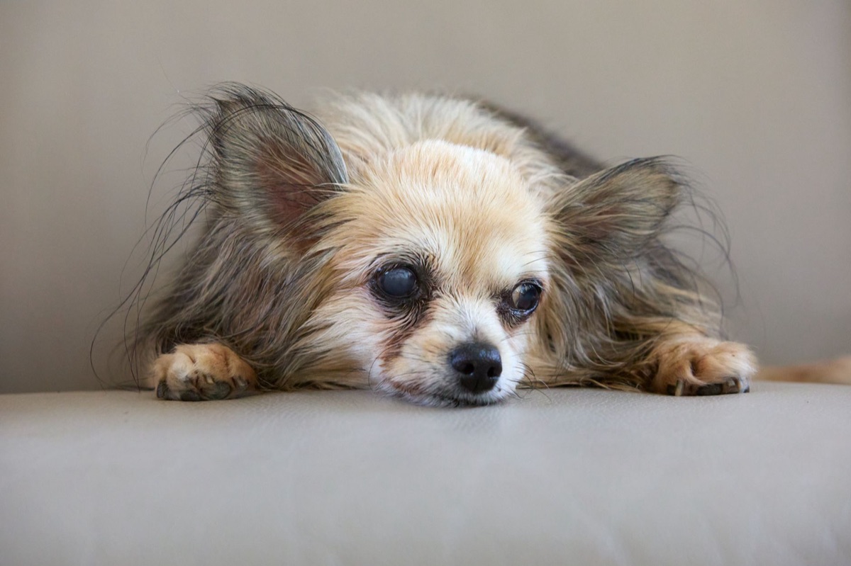 Dog with senior diet chart in a kitchen