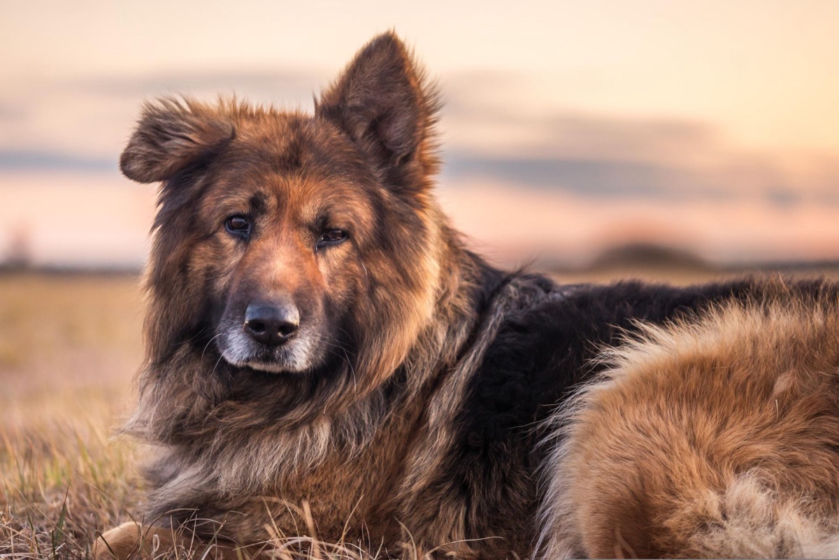 cani anziani con supplemento per le articolazioni
