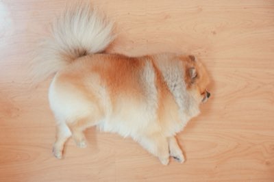 70대 반려견 건강, 기초 대사량 변화에 따른 식단 조절 필요