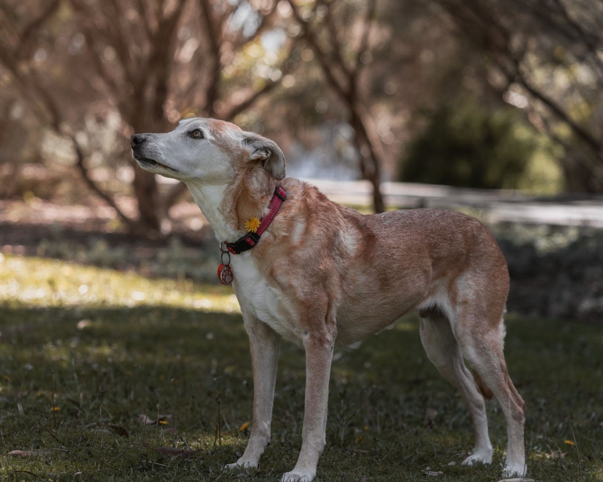 老年犬關節支援補充品