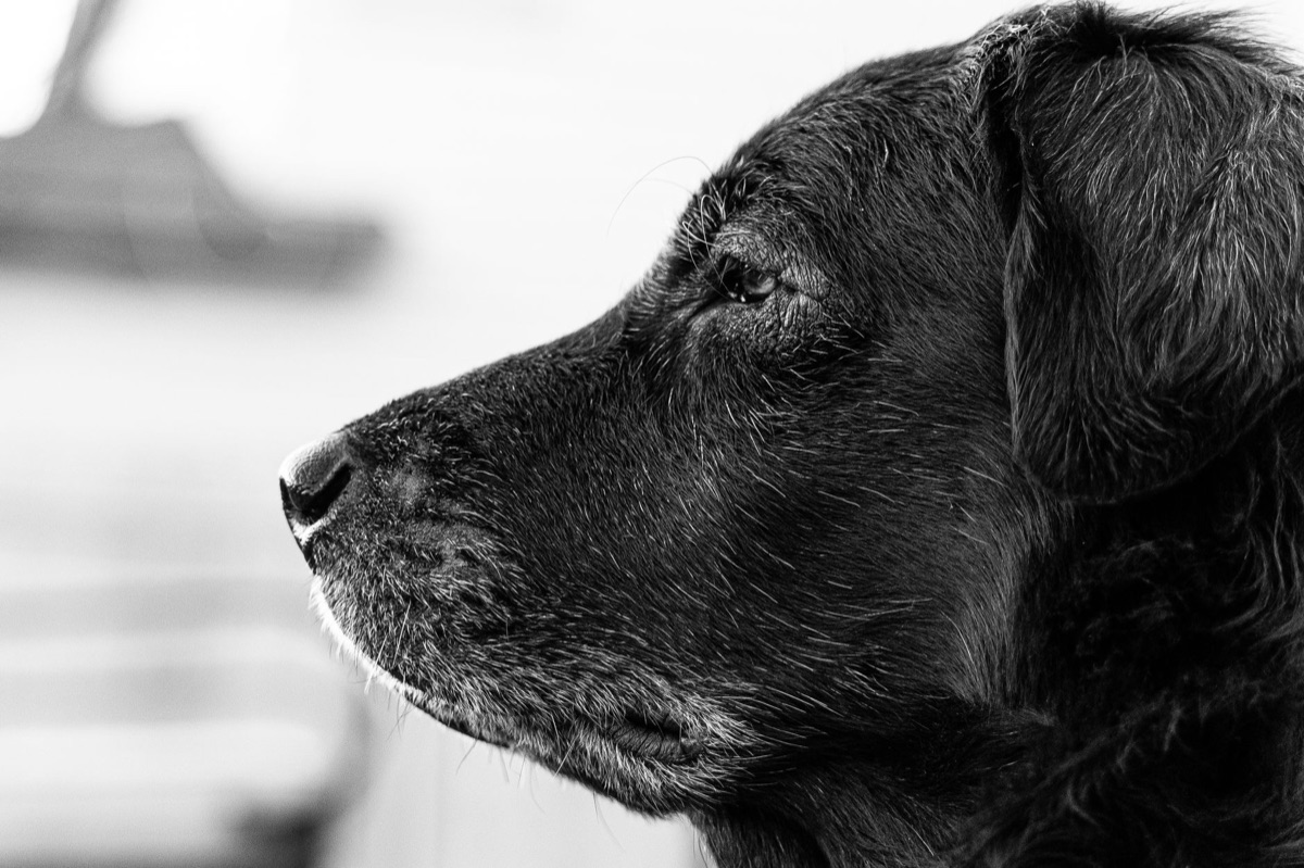 Gelenkgesundheit für Seniorhunde