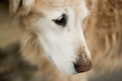 Calorie Needs Drop by 25%: Feeding Your Senior Pet Right