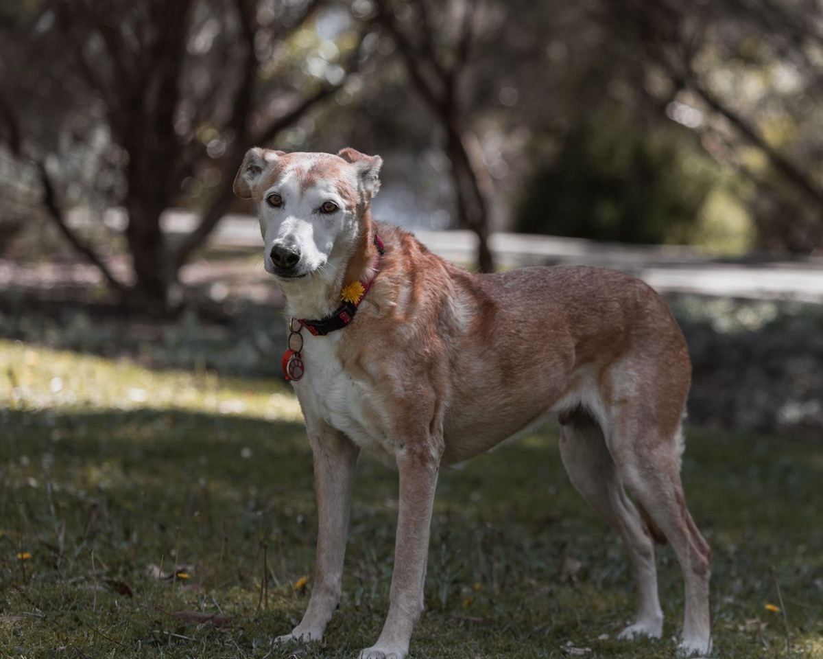 Senior dog with senior dog food bowl