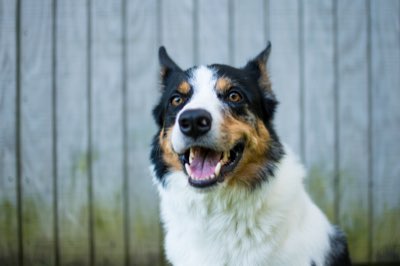 Nutrición Senior: 8 Claves para Perros con +7 años de Vida