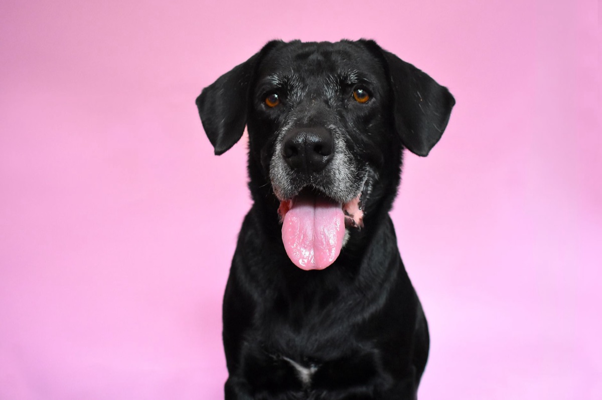 Perro anciano con comida húmeda