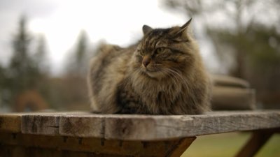 Nutrition Senior : 8 Clés pour un Bien-être Animal au Quotidien