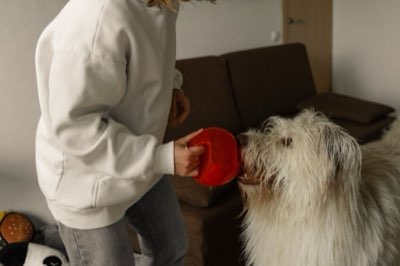 Alimentação Sênior: Ajuste Metabólico para Cães e Gatos Idosos