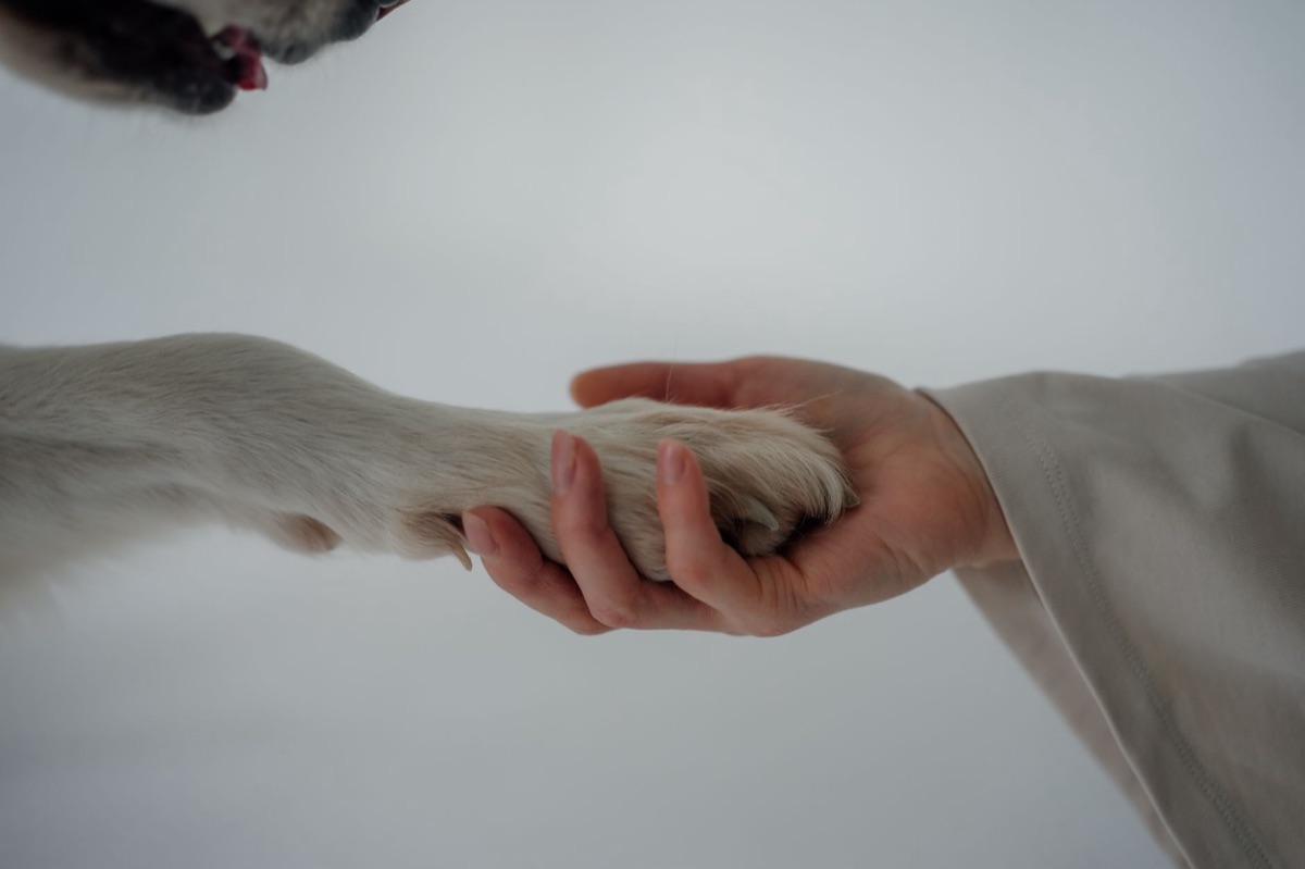 cão idoso com suplemento para articulação